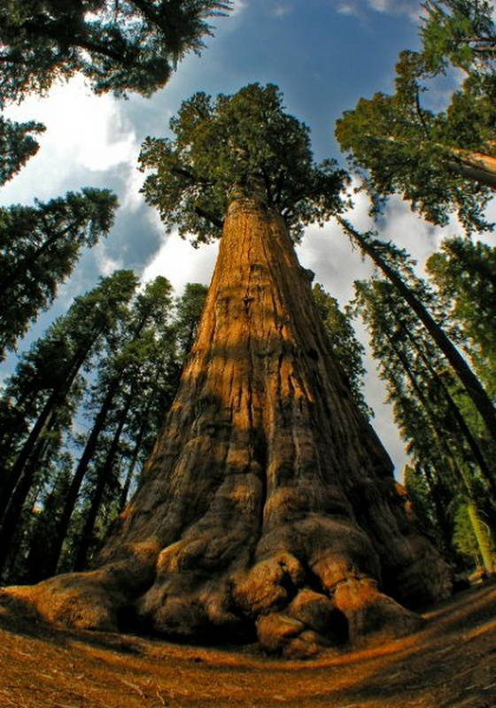 10_najwyzszych_drzew_na_naszej_planecie6